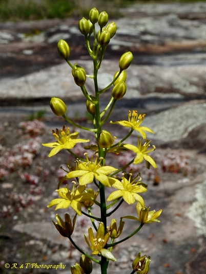 {Schoenolirion croceum}